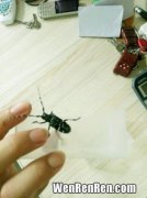 什么昆虫吃蚂蚁,什么动物吃蚂蚁