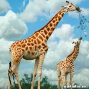 长颈鹿寿命,长颈鹿的寿命约是多少年？