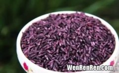 紫米是糯米吗,紫米是什么米
