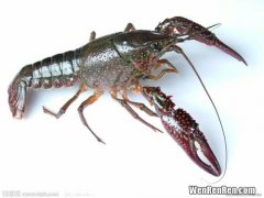 小龙虾属于什么类,小龙虾是海鲜类食物吗