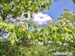 女贞子的功效与作用及禁忌,女贞子泡水喝的功效和禁忌，明目乌发补肝益肾