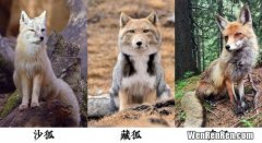 中国古代狐狸的别称,古代动物的别称 古代小动物雅称别名分享