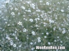 女子的别称或雅称,古代女子的别称是什么？