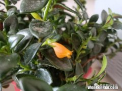 牡丹吊兰有毒吗,心叶日中花有毒吗