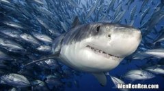 世界上最大的鲨鱼,世界上最大的鲨鱼是什么鲨鱼