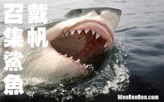 大白鲨的天敌,鲨鱼的天敌是谁?
