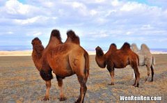 骆驼的驼峰是储存什么的,骆驼的驼峰里面主要储存的是什么?