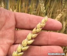 澳琳达小麦胚芽油怎么样,小麦胚芽油的功效与作用吗？