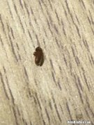卧室有黑色硬壳小虫源头在哪,请问家里黑色的硬壳虫子是什么，怎么来的？