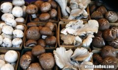 蘑菇可以冷冻保存吗,鲜蘑菇冷冻保存方法