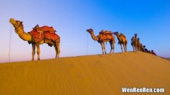 骆驼的寿命有多长,骆驼的寿命大概有多长？