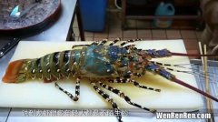 处理大龙虾的正确方法,如何处理大龙虾