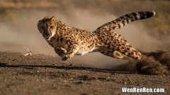 猎豹速度是多少公里,猎豹的速度有多快？