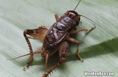 蟋蟀是啥动物,蟋蟀是什么类动物？