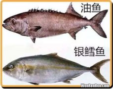水鳕鱼到底是不是油鱼,鳕鱼和油鱼的区别