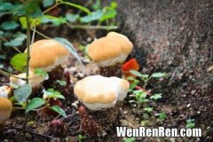 蘑菇属于啥类,蘑菇是属于什么种类？