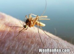 为什么有的人招惹蚊子,为什么有的人特别招蚊子，是有什么原因？